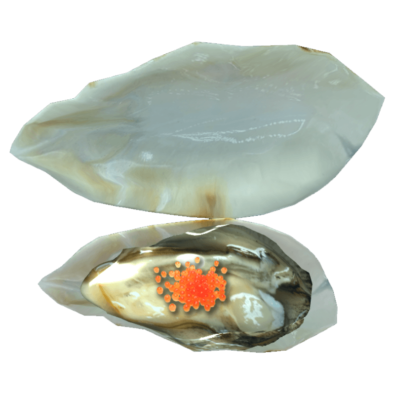 An image of the Eggs oyster.