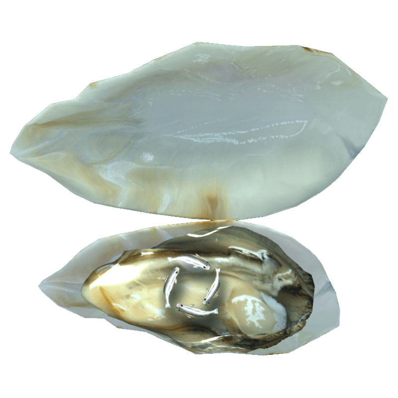 An image of the Fish oyster.