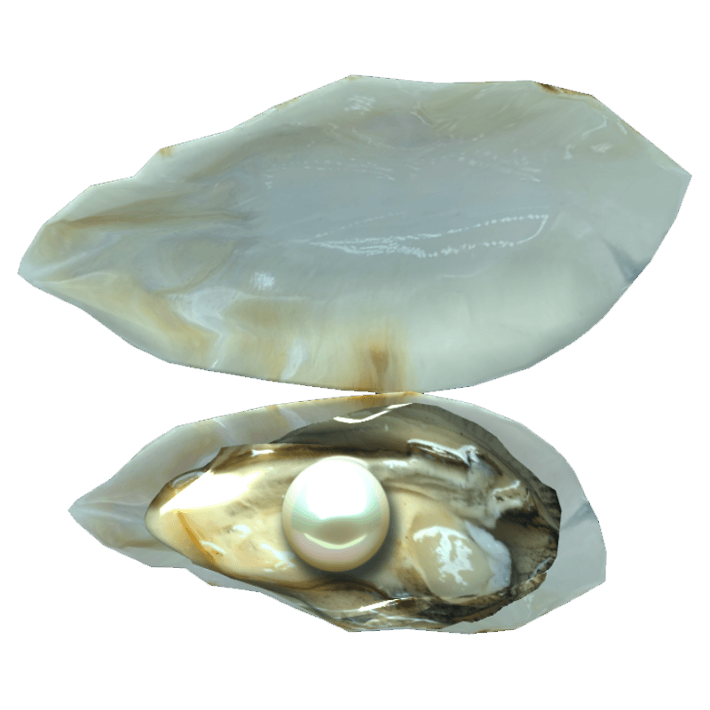 An image of the Pearl oyster.